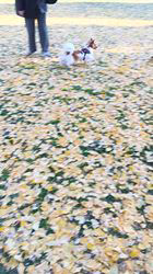 中野康宏ブリーダーからお迎えしたパピヨン：ふーくん