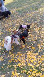 中野康宏ブリーダーからお迎えしたパピヨン：ふーくん