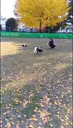 中野康宏ブリーダーからお迎えしたパピヨン：ふーくん