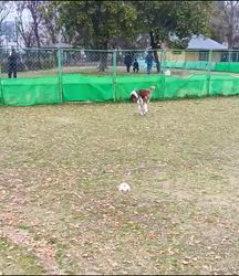 中野康宏ブリーダーからお迎えしたパピヨン：ふーくん