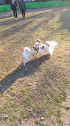 中野康宏ブリーダーからお迎えしたパピヨン：ふーくん