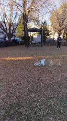 中野康宏ブリーダーからお迎えしたパピヨン：ふーくん