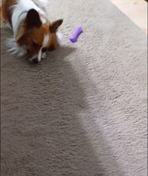 中野康宏ブリーダーからお迎えしたパピヨン：ふーくん