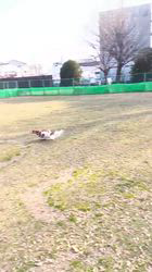 中野康宏ブリーダーからお迎えしたパピヨン：ふーくん