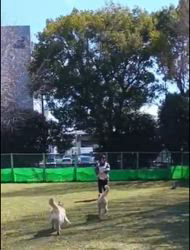 中野康宏ブリーダーからお迎えしたパピヨン：ふーくん