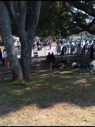 中野康宏ブリーダーからお迎えしたパピヨン：ふーくん