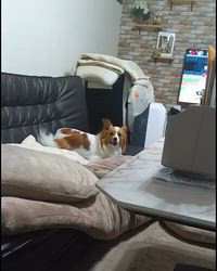 中野康宏ブリーダーからお迎えしたパピヨン：ふーくん