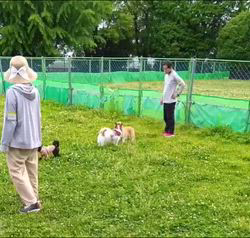 中野康宏ブリーダーからお迎えしたパピヨン：ふーくん