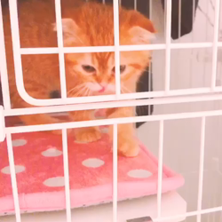 久保田みね子ブリーダーからお迎えしたスコティッシュフォールド：ういちゃん