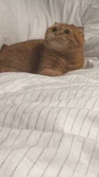 久保田みね子ブリーダーからお迎えしたスコティッシュフォールド：ういちゃん