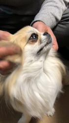 寺村智子ブリーダーからお迎えしたチワワ(ロング)：ぽぽちゃん