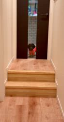 千野雅美ブリーダーからお迎えしたミニチュアダックスフンド(ロング)：さくらちゃん