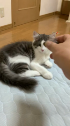 湯川裕子ブリーダーからお迎えしたノルウェージャンフォレストキャット：うるんくん