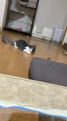湯川裕子ブリーダーからお迎えしたノルウェージャンフォレストキャット：うるんくん