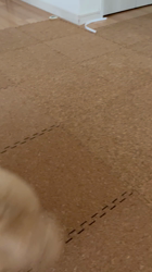 内田密信ブリーダーからお迎えしたゴールデンレトリバー：うららちゃん