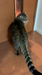 宮崎直美ブリーダーからお迎えしたマンチカン：ミルちゃん