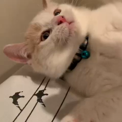 福元めぐみブリーダーからお迎えしたスコティッシュフォールド：ミルくん