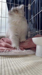 冨岡利枝ブリーダーからお迎えしたミヌエット：うゆちゃん