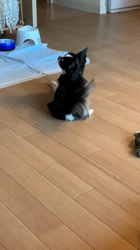 松田園子ブリーダーからお迎えしたチワワ(ロング)：viviちゃん