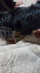 鈴木理菜ブリーダーからお迎えしたミニチュアダックスフンド(ロング)：あんずちゃん