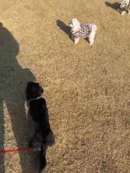 鈴木理菜ブリーダーからお迎えしたミニチュアダックスフンド(ロング)：あんずちゃん