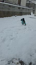 鈴木理菜ブリーダーからお迎えしたミニチュアダックスフンド(ロング)：あんずちゃん