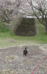 鈴木理菜ブリーダーからお迎えしたミニチュアダックスフンド(ロング)：あんずちゃん