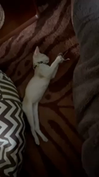 石川明美ブリーダーからお迎えしたシンガプーラ：ソラくん