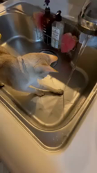 石川明美ブリーダーからお迎えしたシンガプーラ：ソラくん