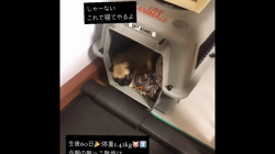 木村香菜ブリーダーからお迎えしたパグ：ぶた丸くん
