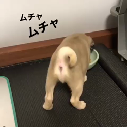 木村香菜ブリーダーからお迎えしたパグ：ぶた丸くん