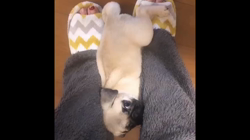 木村香菜ブリーダーからお迎えしたパグ：ぶた丸くん