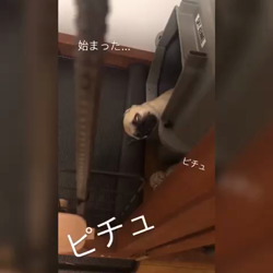 木村香菜ブリーダーからお迎えしたパグ：ぶた丸くん