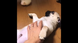 木村香菜ブリーダーからお迎えしたパグ：ぶた丸くん