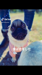 木村香菜ブリーダーからお迎えしたパグ：ぶた丸くん