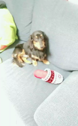 榎田園美ブリーダーからお迎えしたミニチュアダックスフンド(ロング)：笑日(わらび)くん