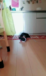 榎田園美ブリーダーからお迎えしたミニチュアダックスフンド(ロング)：笑日(わらび)くん