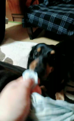 榎田園美ブリーダーからお迎えしたミニチュアダックスフンド(ロング)：笑日(わらび)くん