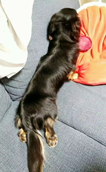 榎田園美ブリーダーからお迎えしたミニチュアダックスフンド(ロング)：笑日(わらび)くん