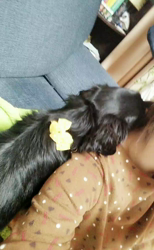 榎田園美ブリーダーからお迎えしたミニチュアダックスフンド(ロング)：笑日(わらび)くん