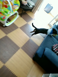 榎田園美ブリーダーからお迎えしたミニチュアダックスフンド(ロング)：笑日(わらび)くん