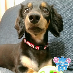 榎田園美ブリーダーからお迎えしたミニチュアダックスフンド(ロング)：笑日(わらび)くん