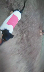 榎田園美ブリーダーからお迎えしたミニチュアダックスフンド(ロング)：笑日(わらび)くん