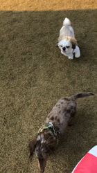 榎田園美ブリーダーからお迎えしたミニチュアダックスフンド(ロング)：笑日(わらび)くん