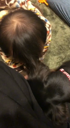 榎田園美ブリーダーからお迎えしたミニチュアダックスフンド(ロング)：笑日(わらび)くん