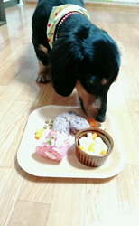 榎田園美ブリーダーからお迎えしたミニチュアダックスフンド(ロング)：笑日(わらび)くん