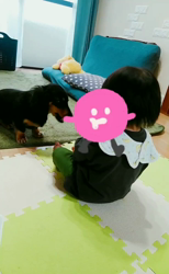 榎田園美ブリーダーからお迎えしたミニチュアダックスフンド(ロング)：笑日(わらび)くん