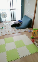 榎田園美ブリーダーからお迎えしたミニチュアダックスフンド(ロング)：笑日(わらび)くん