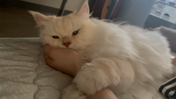 冨岡利枝ブリーダーからお迎えしたミヌエット：わさびくん