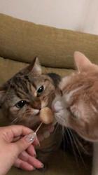 渡辺恭子ブリーダーからお迎えしたスコティッシュ×ブリティッシュ：おもちくん